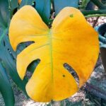 ¿Por qué tus hojas de monstera se ponen amarillas? Solución aquí