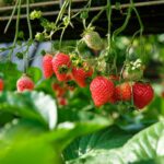 Prepara tu jardín de fresas GreenStalk para el invierno: 5 consejos