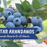 Prepara tus arbustos de arándanos para el invierno