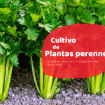 ¿Primavera u otoño? El mejor momento para plantar perennes