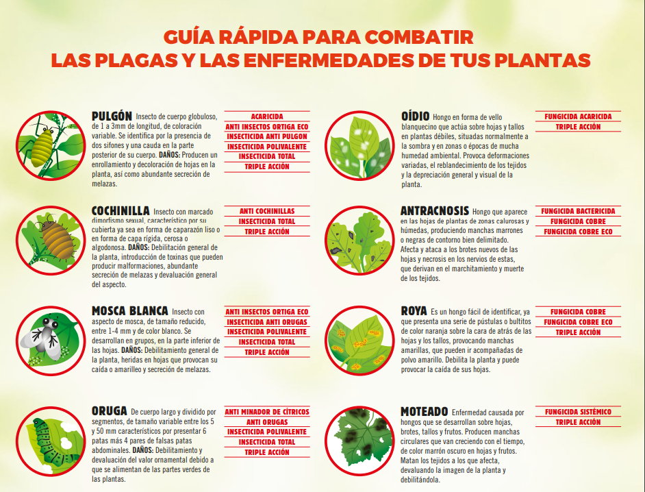 Principales Enfermedades de Plantas de Interior: Cómo Prevenirlas y Tratarlas