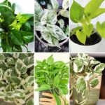 Principales Variedades de Potos para Jardines Interiores