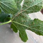 Problemas con las malvas: 7 plagas comunes de las hollyhocks