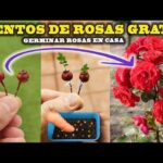 Proceso para recolectar y sembrar semillas de rosa en 7 pasos