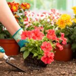 Prolonga tu cosecha: 5 métodos para jardinería tardía este año