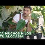 Propaga Alocasia mediante división o cormos fácilmente