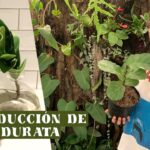 Propaga Hojas de Ficus Lyrata en 5 Sencillos Pasos