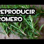 Propaga Romero con Esquejes en 9 Pasos Sencillos