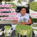 Propaga tu Planta Rosario en 3 Sencillos Pasos