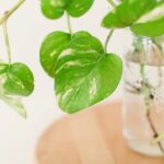 Propaga tus plantas Pothos fácilmente en 6 pasos sencillos