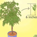 Propaga un árbol de Ficus en 7 pasos sencillos