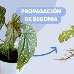 Propagación de begonias en cuatro sencillos pasos