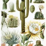 Propagación de cactus: El arte del cultivo espinoso