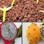 Propagación del Fruto del Dragón en 12 Sencillos Pasos