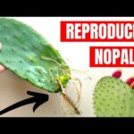 Propagación del Nopal a partir de Esquejes y Semillas