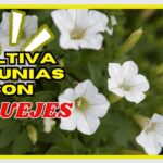 Propagar petunias: guía fácil en 7 pasos sencillos