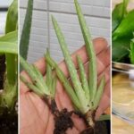 Propagar plantas de aloe: un proceso sencillo y efectivo