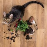 Protege tu jardín de los gatos con estos consejos