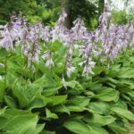 ¿Pueden las hostas prosperar al sol o requieren sombra?