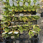 ¿Pueden las plantas nativas prosperar en macetas?