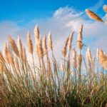 ¿Pueden las plantas nativas volverse una amenaza?