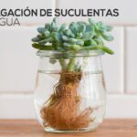 ¿Pueden las suculentas prosperar en agua?