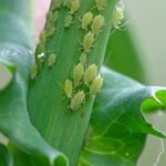 Pulgones: Plagas Molestas que Absorben la Vida de tus Plantas