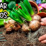 Qué Bulbos Requieren Frío Invernal y Cómo Prepararlos