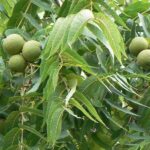 ¿Qué Cultivar Junto a los Nogales Negros?