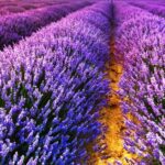 ¿Qué es la lavanda: flor hierba o arbusto?
