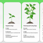 ¿Qué es NPK? Comprende los fertilizantes para jardines