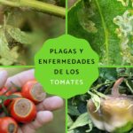 ¿Qué Está Afectando a Mis Tomates?