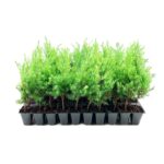 ¿Qué plantar bajo cedros? Plantas que prosperan en su sombra
