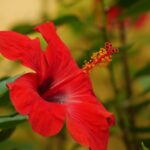 ¿Qué tipos de hibiscos reaparecen anualmente?