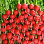 Rábanos de Otoño y Primavera: Variedades Recomendadas por Temporada