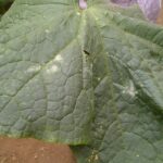 Razones de las manchas blancas en hojas de pepino