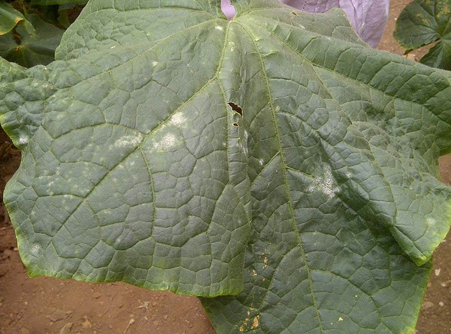Razones de las manchas blancas en hojas de pepino