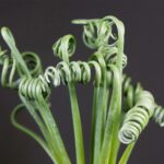 Razones por las que tu Albuca Spiralis se está marchitando