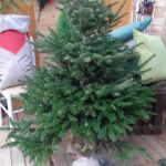 Razones por las que tu árbol de Navidad no absorbe agua