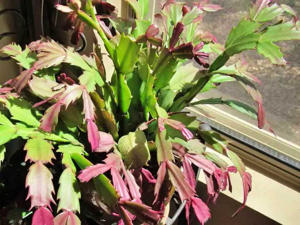 Cactus De Navidad: Cuidados Y Cómo Evitar Errores Comunes Que Acaban