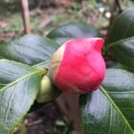 Razones por las que tu camelia no floreció y soluciones
