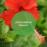 Razones por las que tu hibisco pierde flores