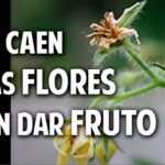 Razones por las que tu planta de tomate no florece
