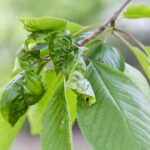 Razones por las que tus hojas de Pothos se enroscan