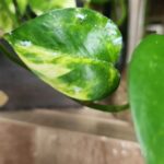 Razones y soluciones para el color blanco en tu Pothos