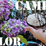 ¿Realidad o Creencia: Clavos Oxidados Cambian el Color de Hortensias?