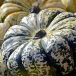 Recolección y conservación adecuada de calabazas