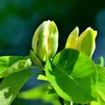 Requisitos de luz para las magnolias: ¿Sol sombra parcial o total?