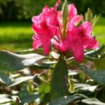 Revive tu azalea moribunda en 7 sencillos pasos