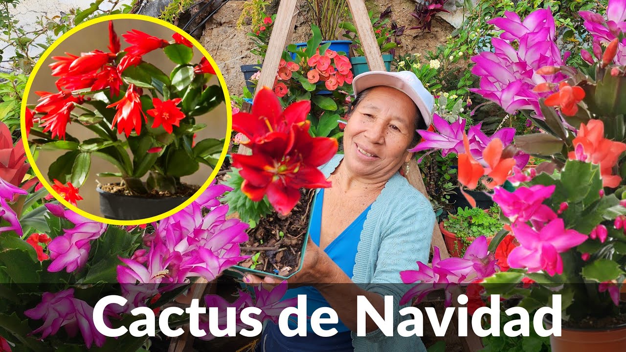 Revive tu cactus de Navidad en 5 sencillos pasos